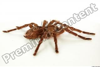 Theraphosa blondi 0040